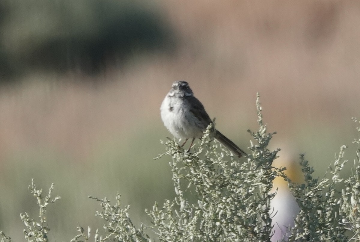 Bell's Sparrow (canescens) - ML655063100