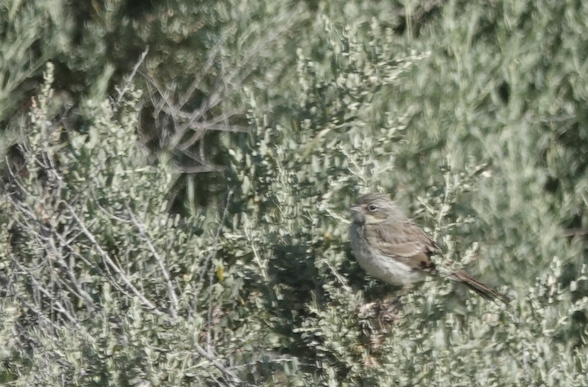 Bell's Sparrow (canescens) - ML655063101