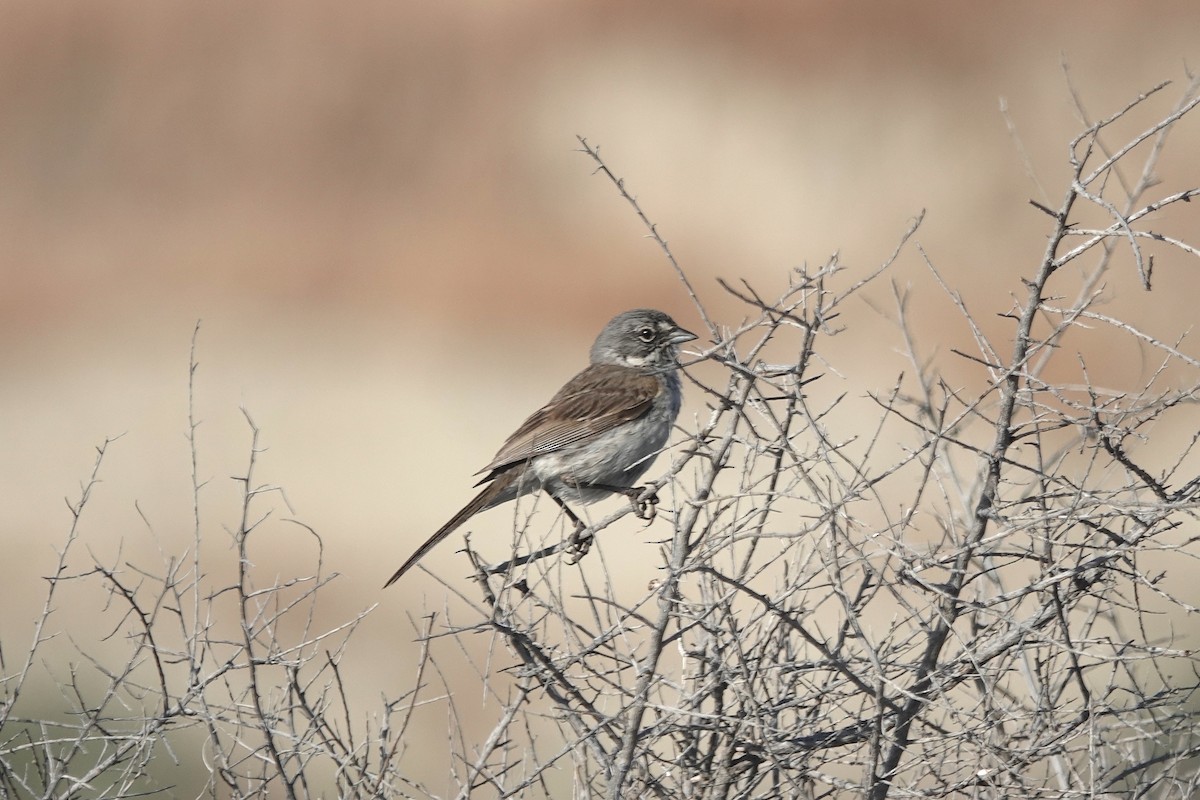 Bell's Sparrow (canescens) - ML655063102