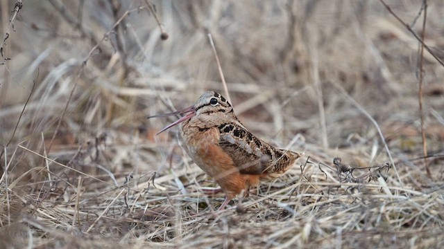 American Woodcock - ML655063729