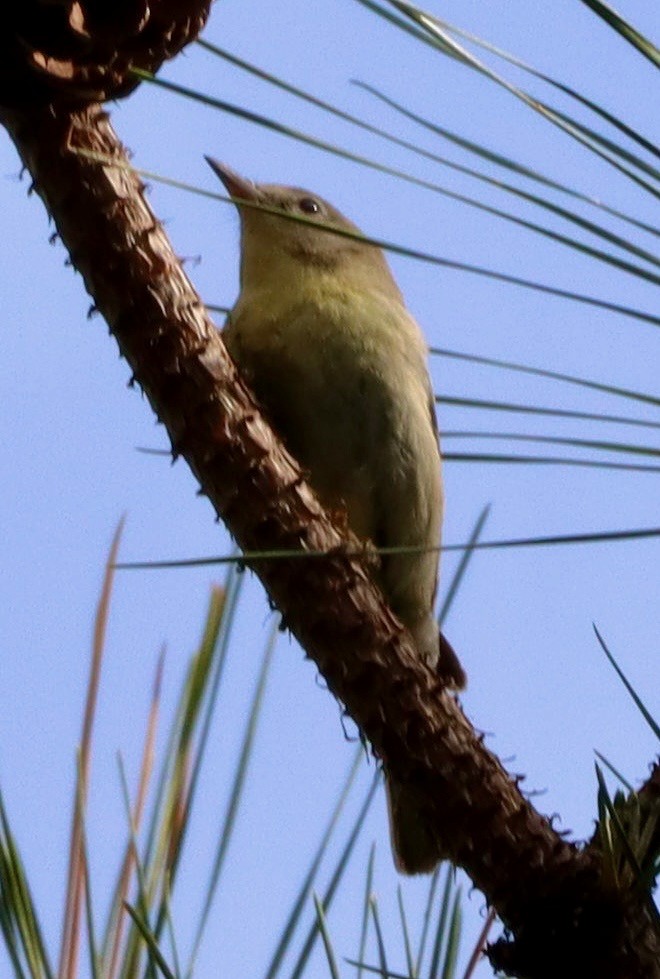 Pine Warbler - ML655065359