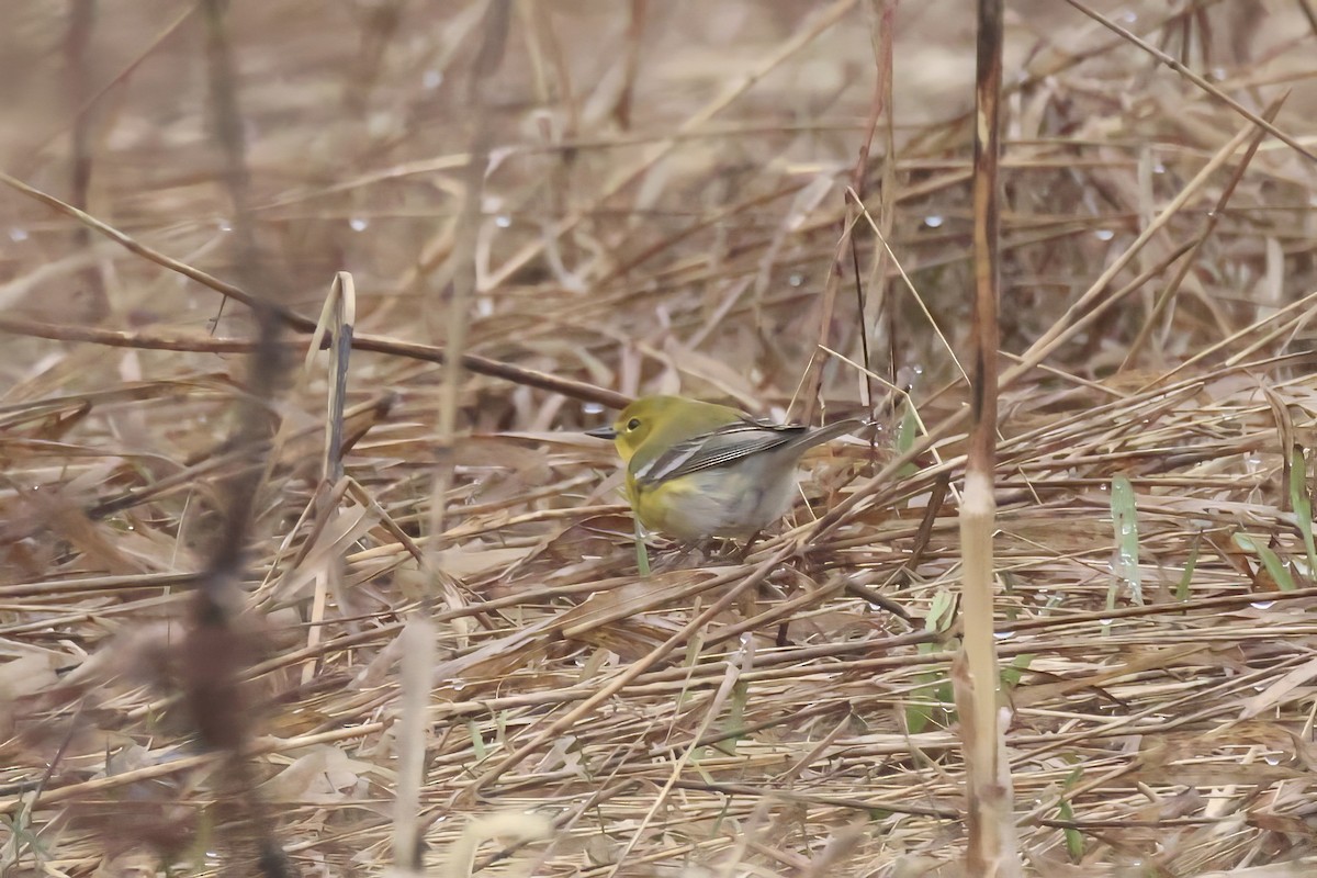 Pine Warbler - ML655065478