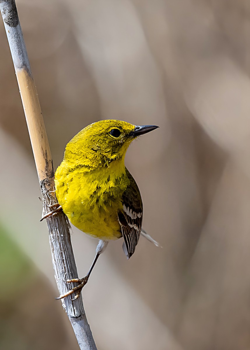 Pine Warbler - ML655065579