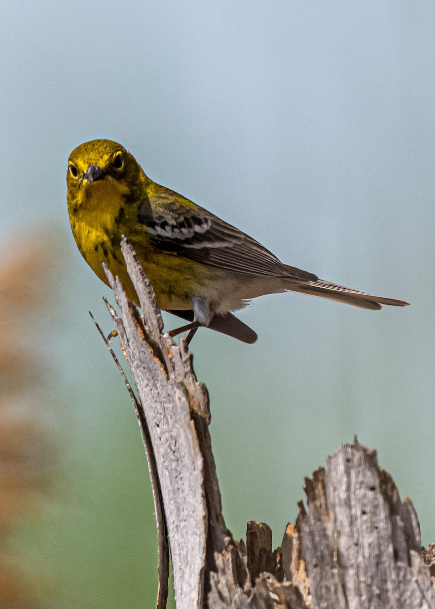 Pine Warbler - ML655065580