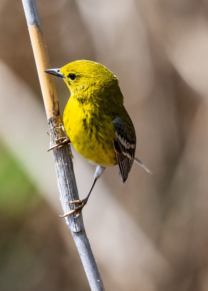 Pine Warbler - ML655065581