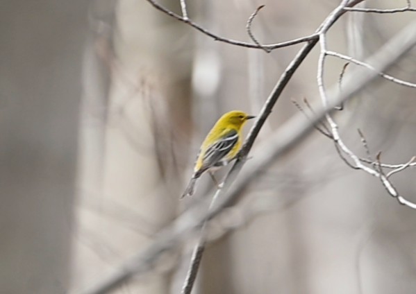 Pine Warbler - ML655065688