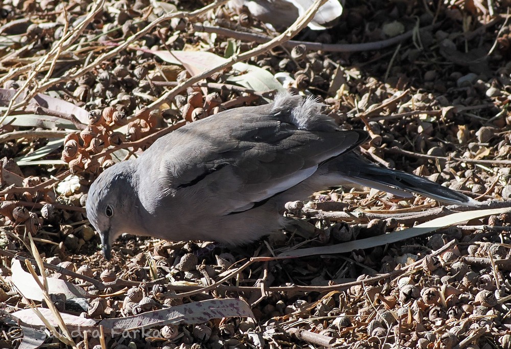picuidue - ML655065772