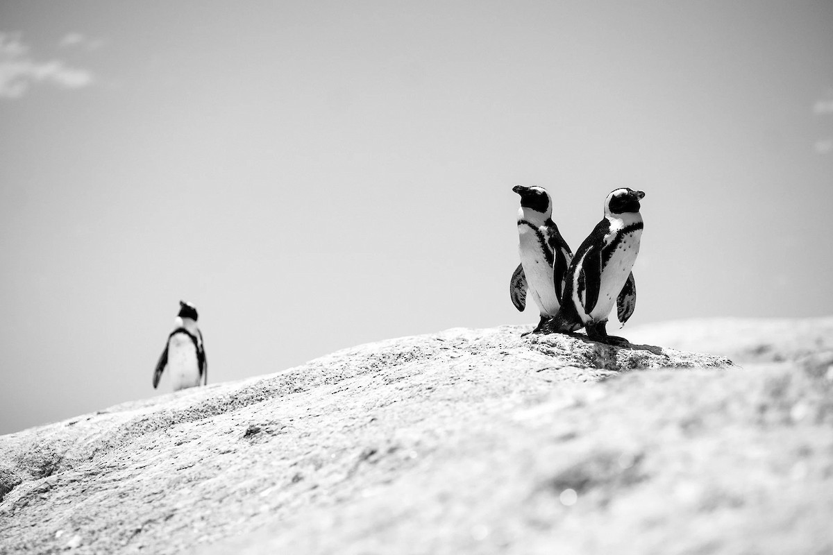 African Penguin - ML655066051