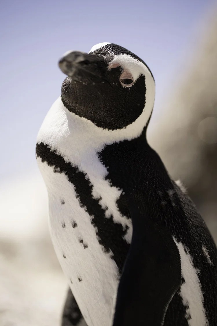 African Penguin - ML655066066