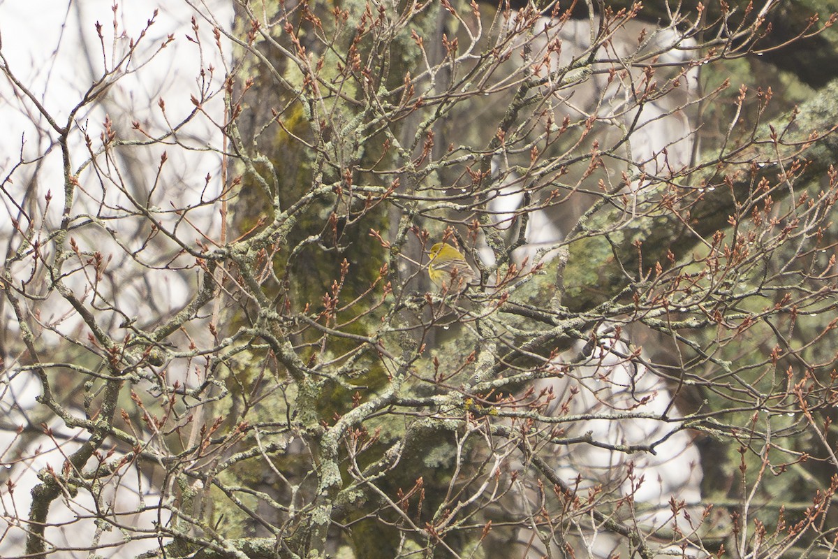 Pine Warbler - ML655066166
