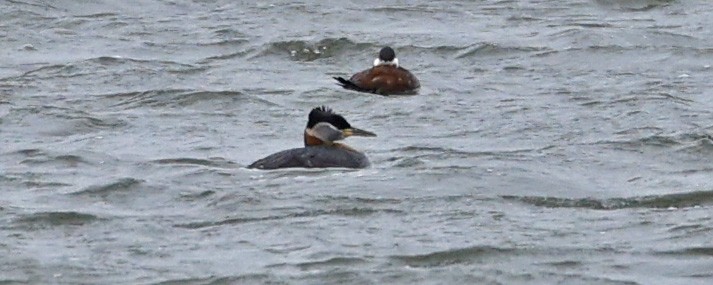 Пірникоза сірощока - ML655066259