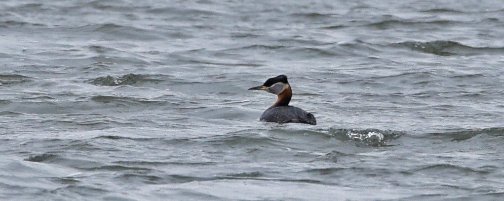 Пірникоза сірощока - ML655066286