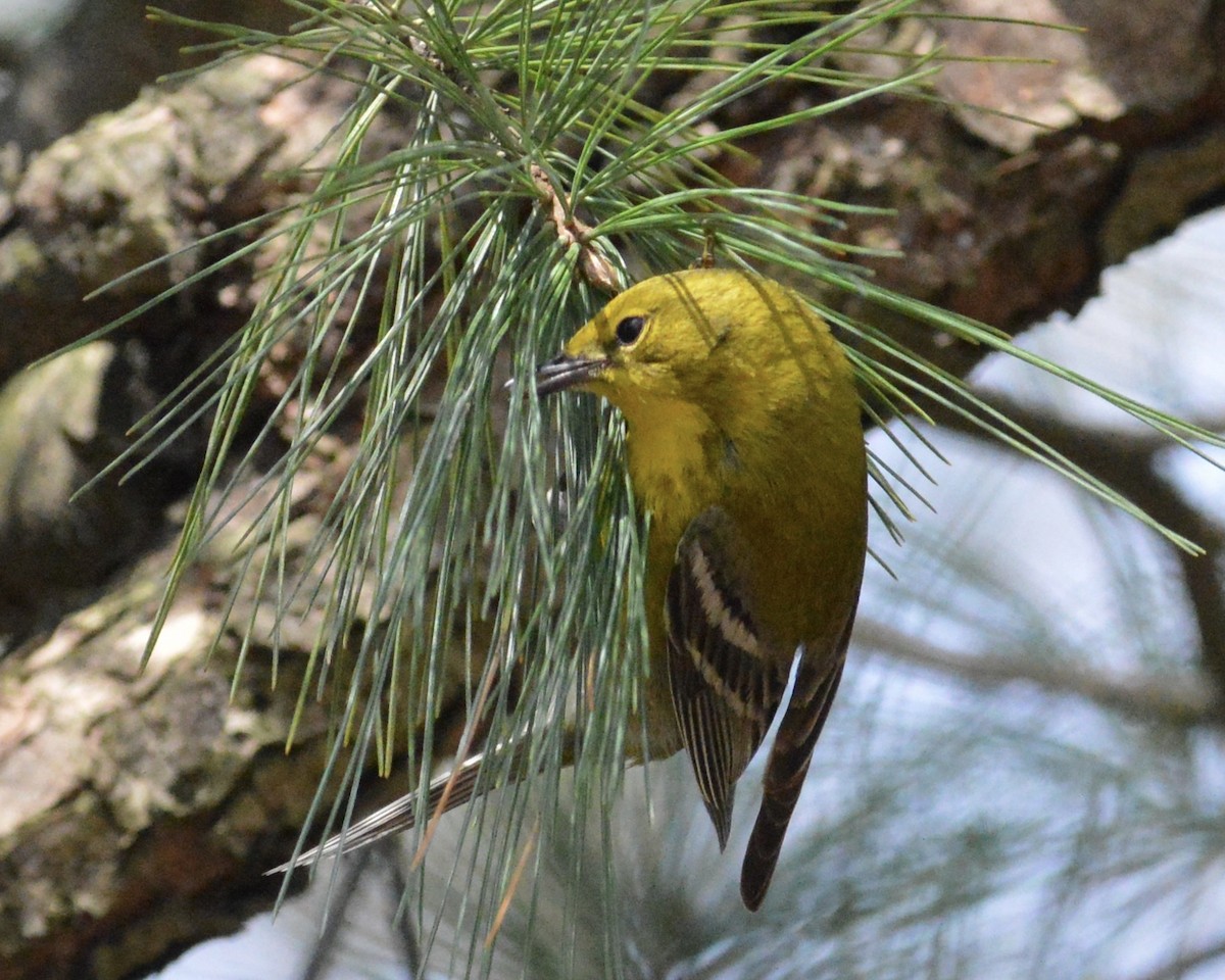 Pine Warbler - ML655066722