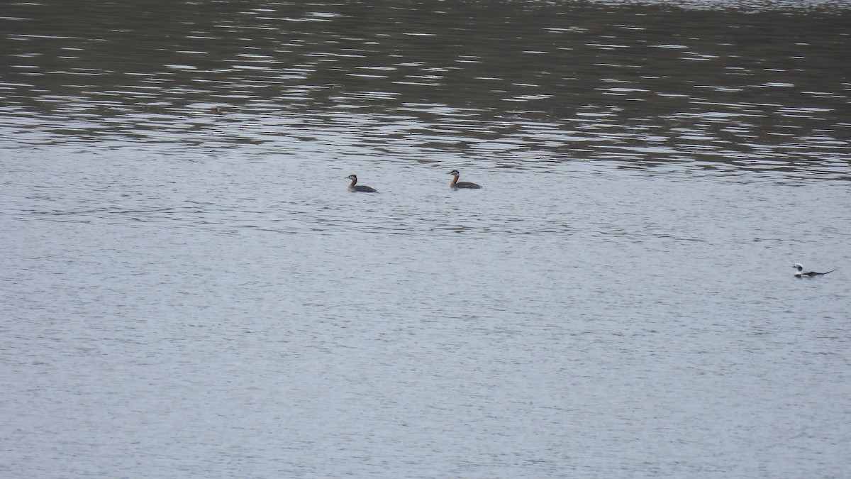 Пірникоза сірощока - ML655066947