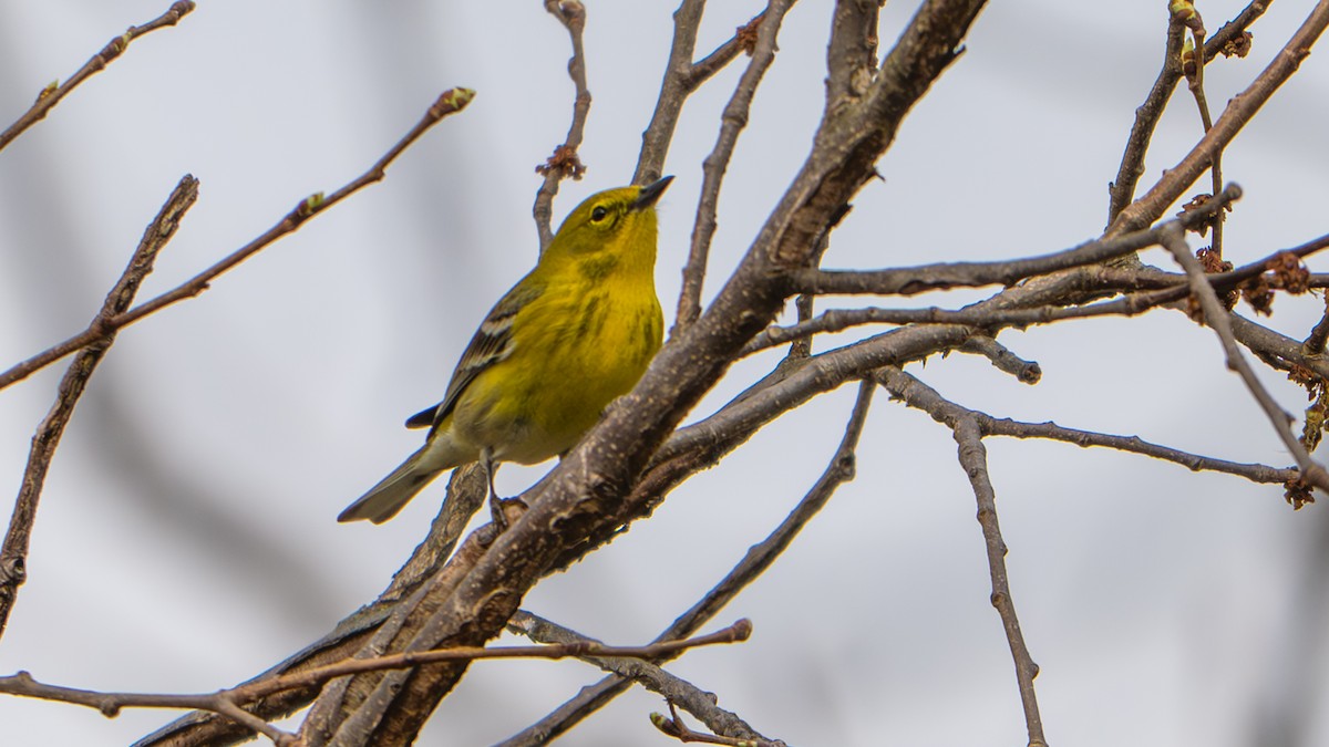 Pine Warbler - ML655066999