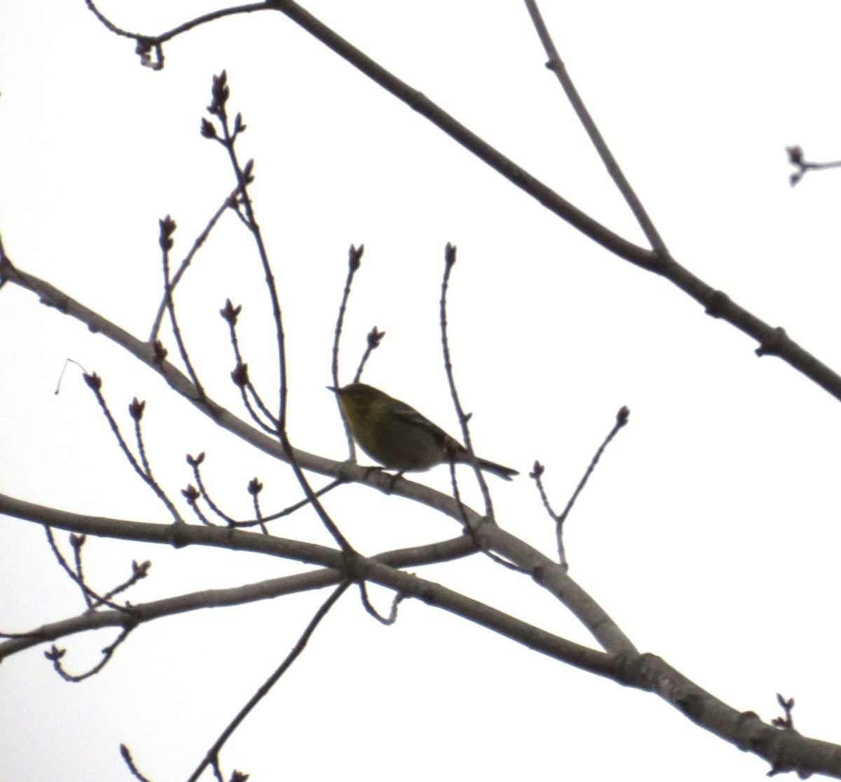 Pine Warbler - ML655067616