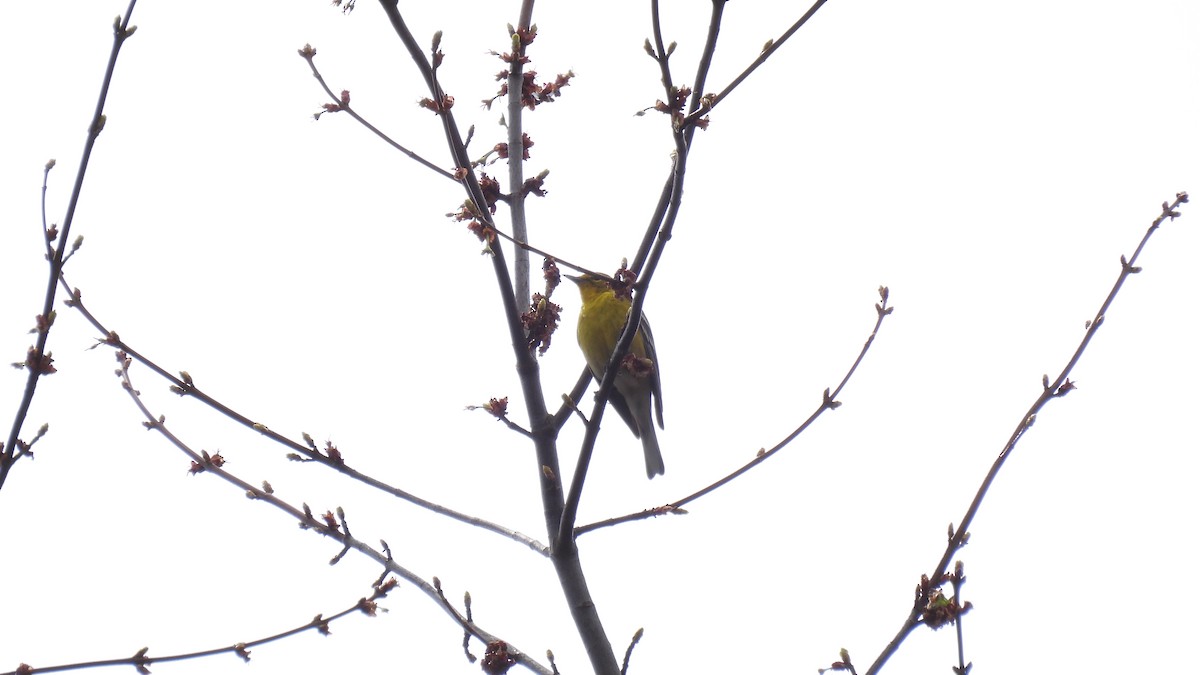 Pine Warbler - ML655067700
