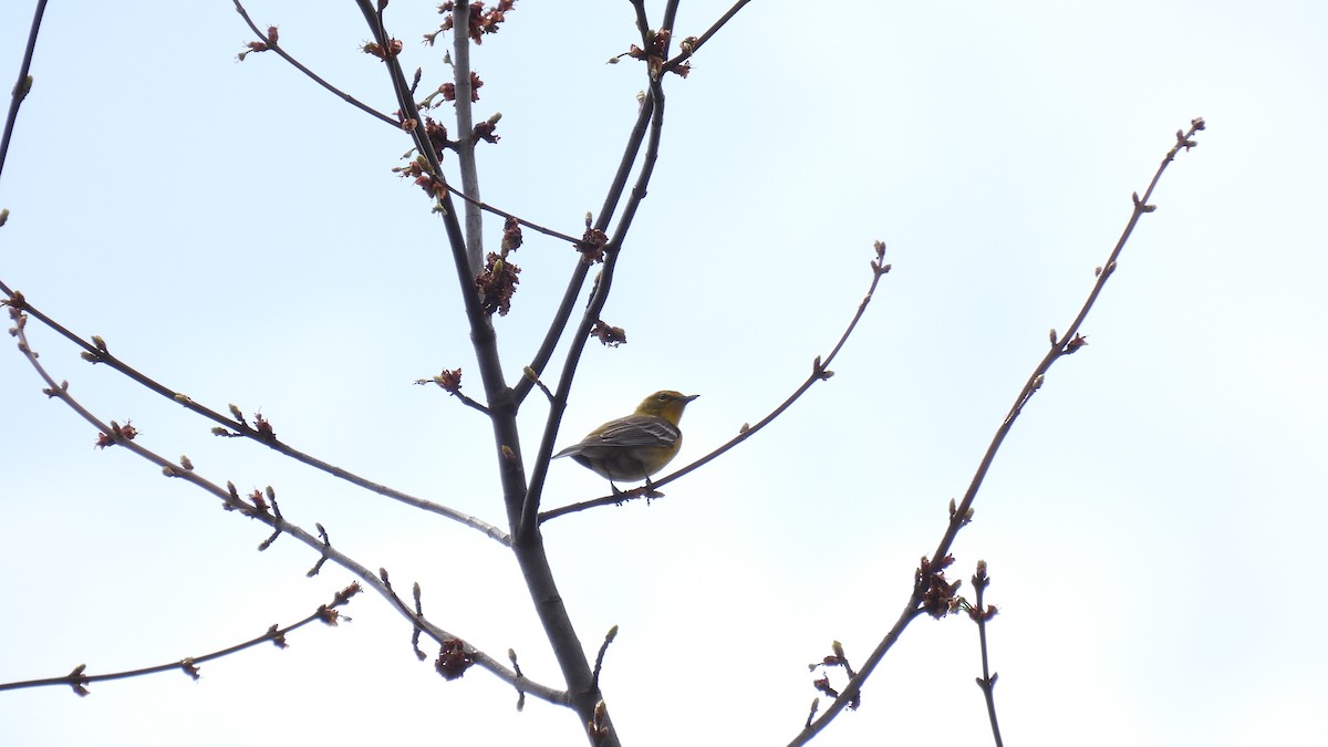 Pine Warbler - ML655067701