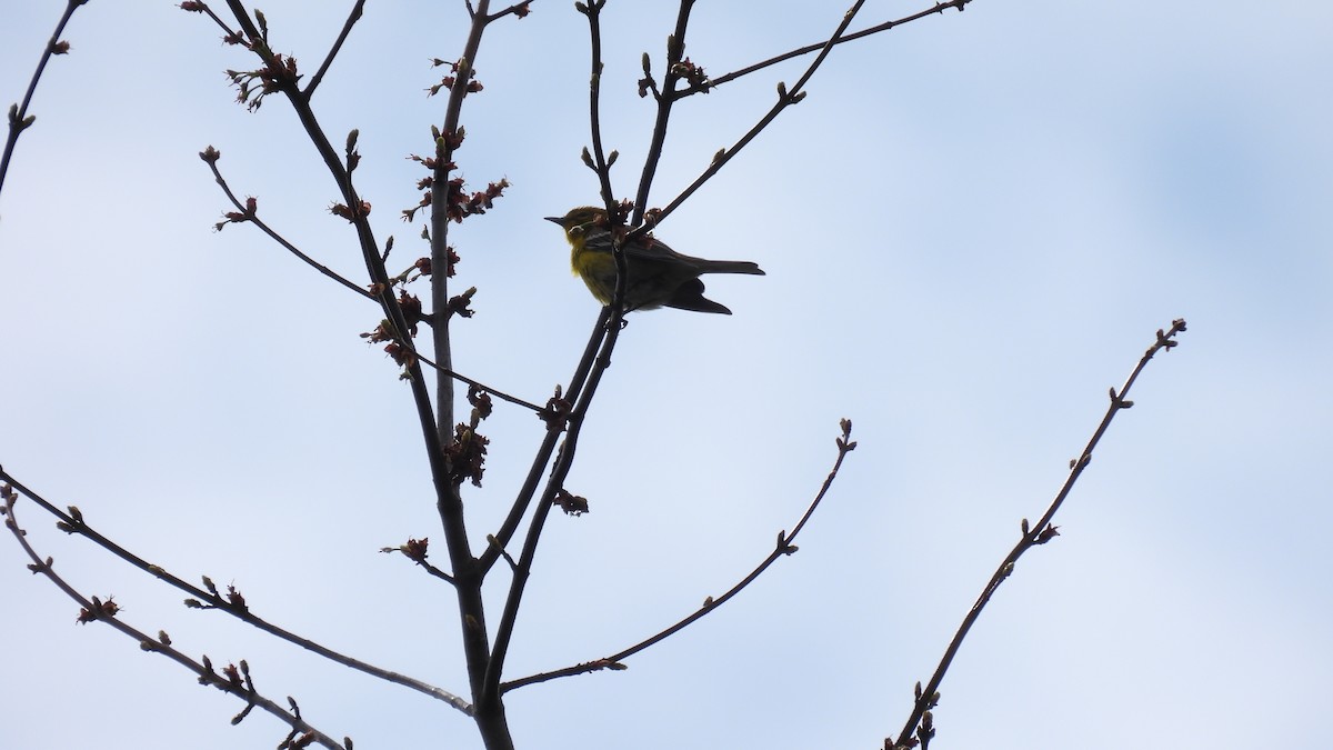 Pine Warbler - ML655067702