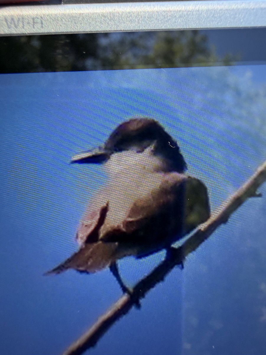 Thick-billed Kingbird - ML655068236