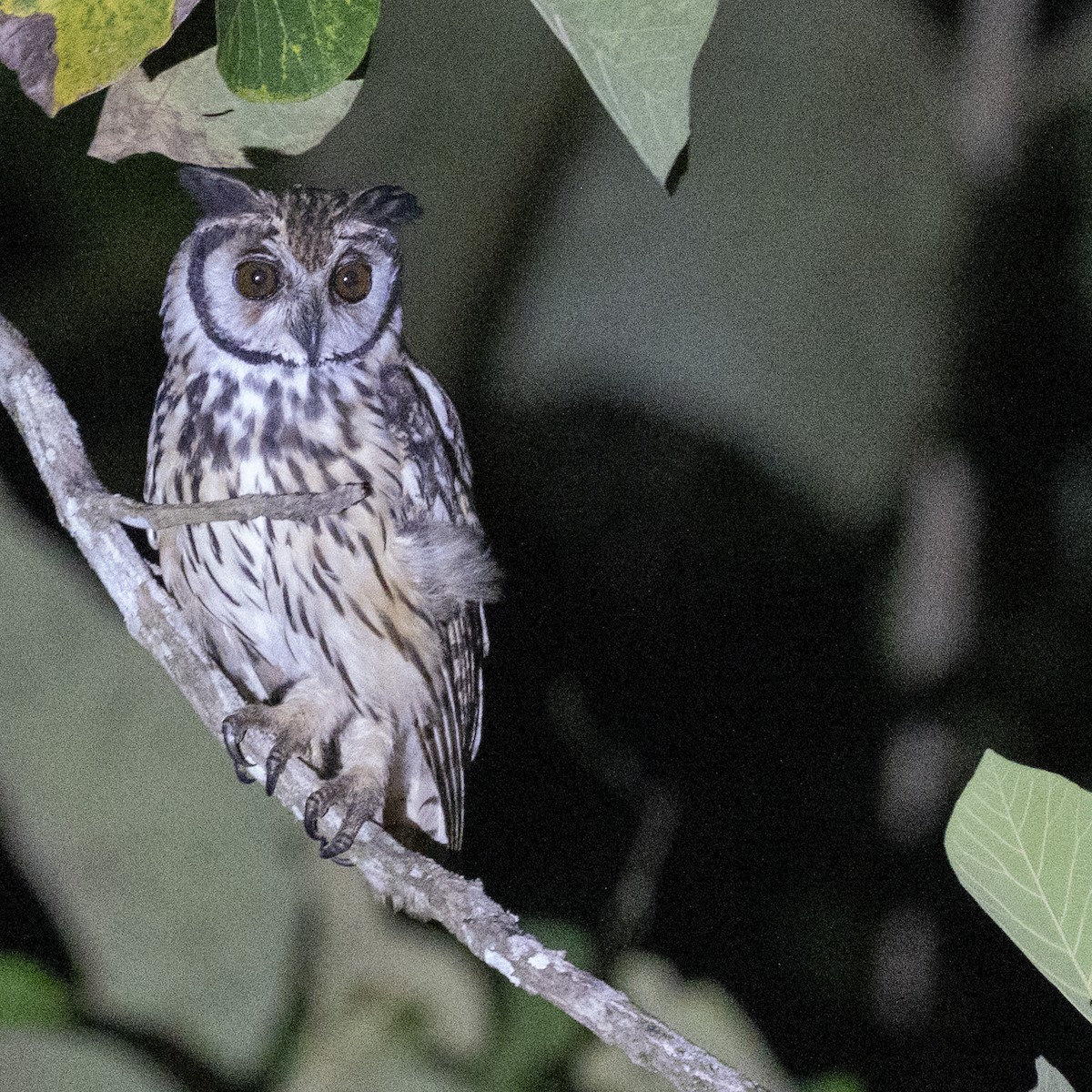 eBird Checklist - 29 Mar 2026 - Vía Metetí - Bajos de Iglesias PA ...