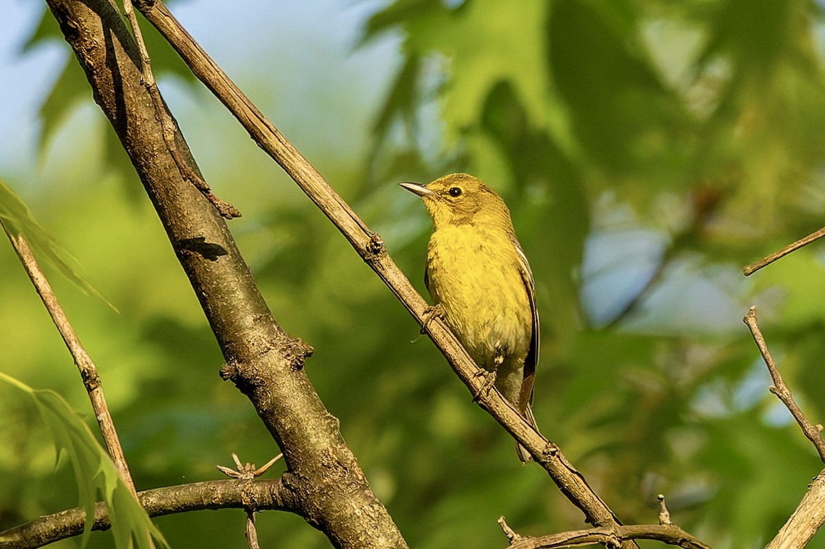 Pine Warbler - ML655068532