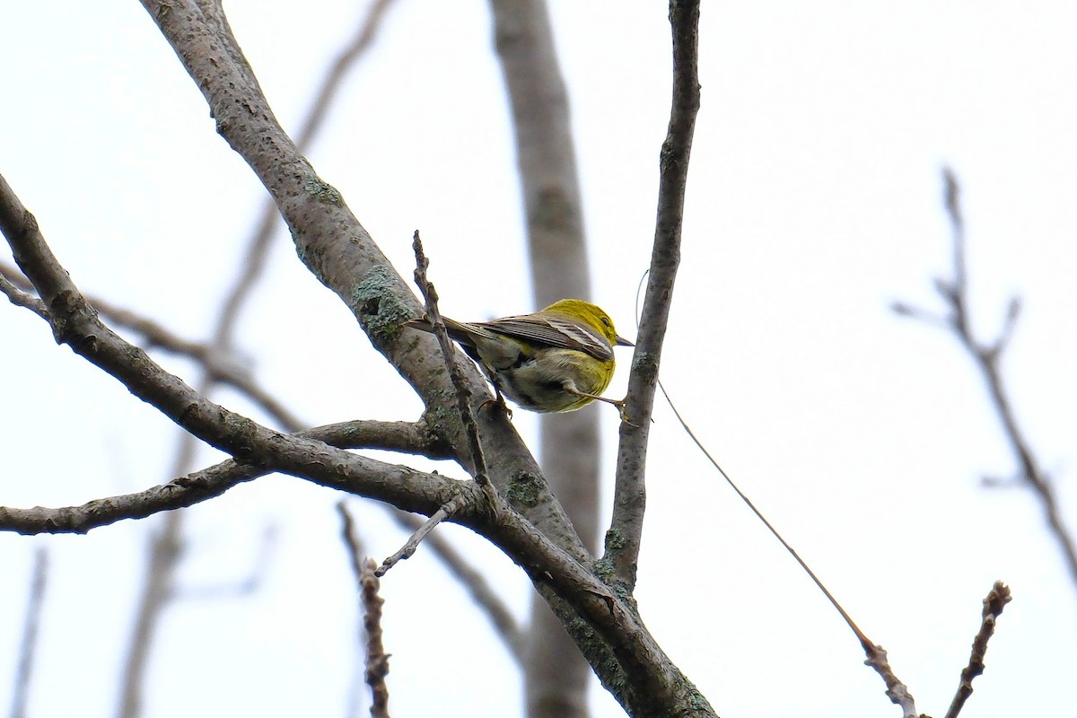 Pine Warbler - ML655068562