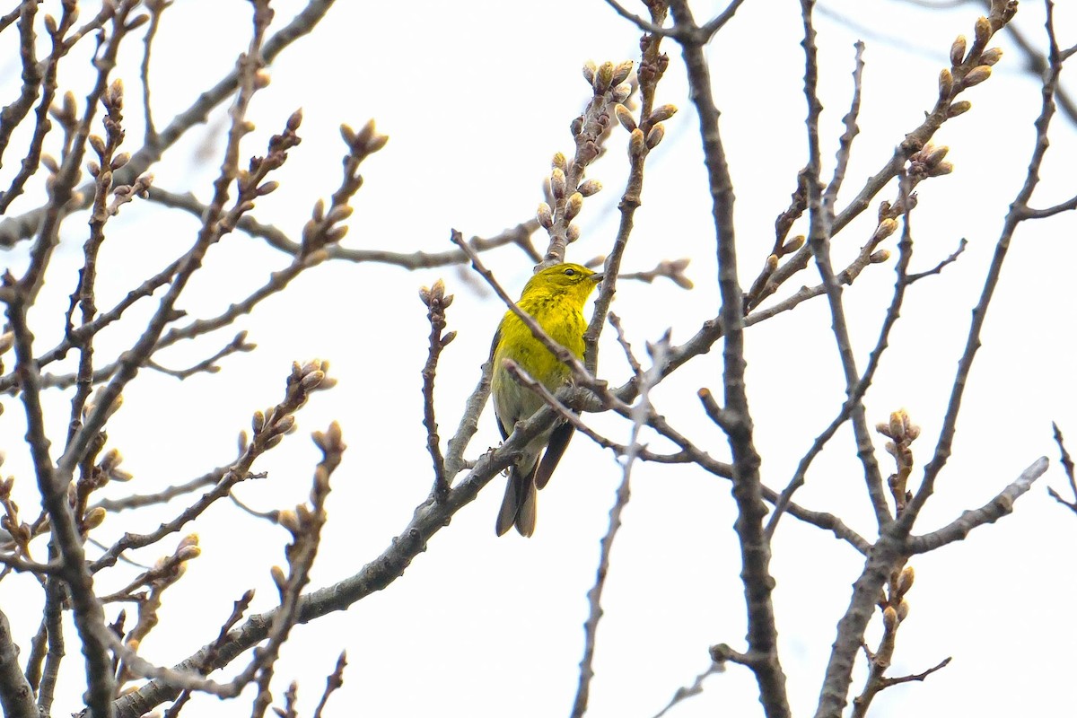 Pine Warbler - ML655068563