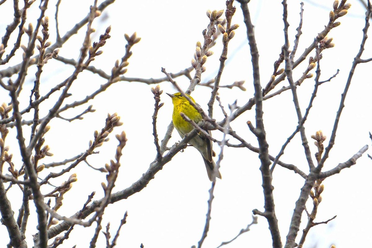 Pine Warbler - ML655068564