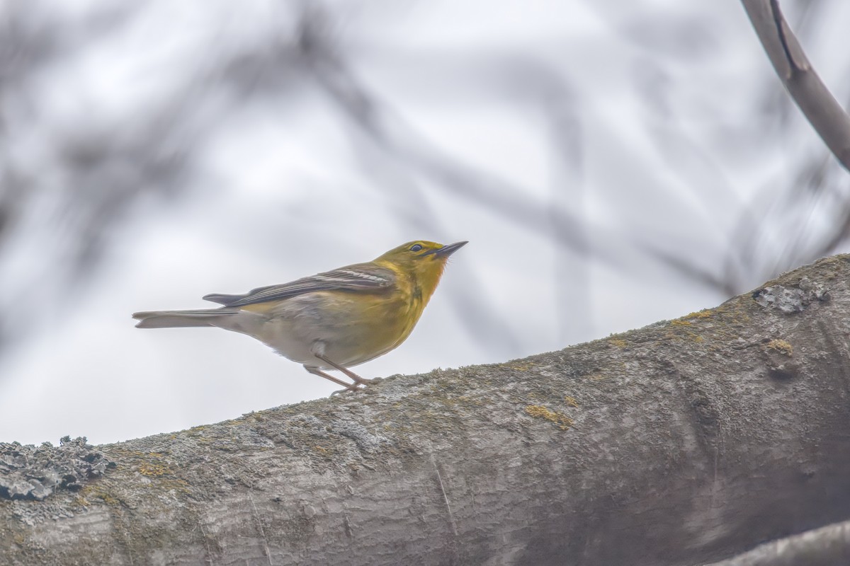 Pine Warbler - ML655068692