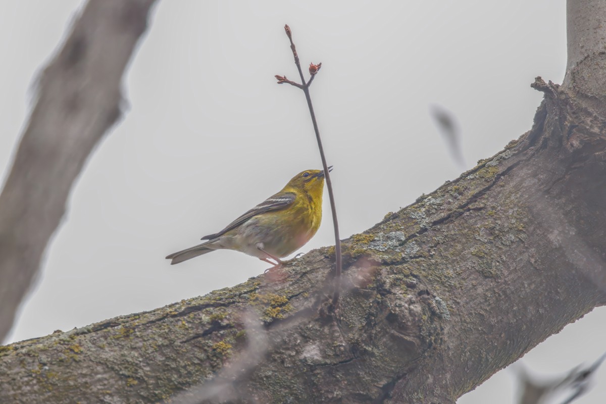 Pine Warbler - ML655068693