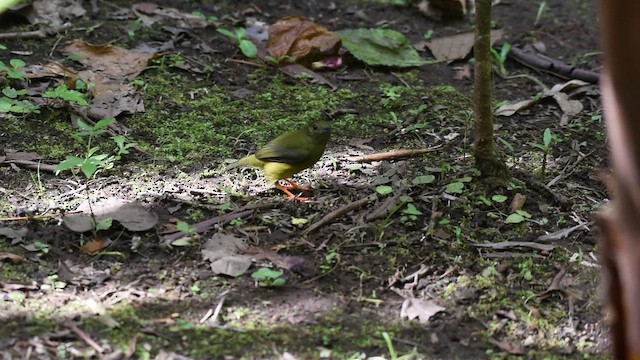 White-collared Manakin - ML655069013