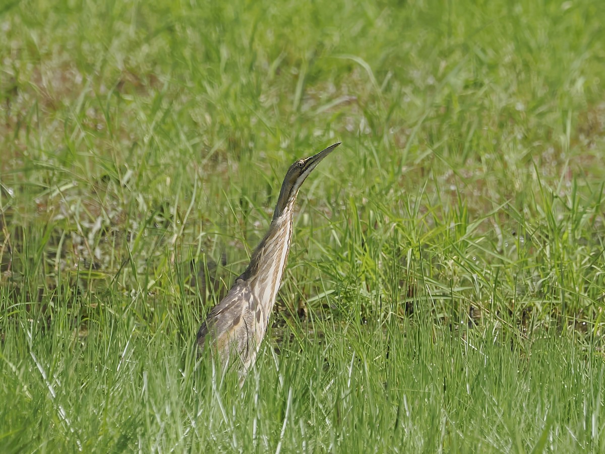 amerikarørdrum - ML655069905
