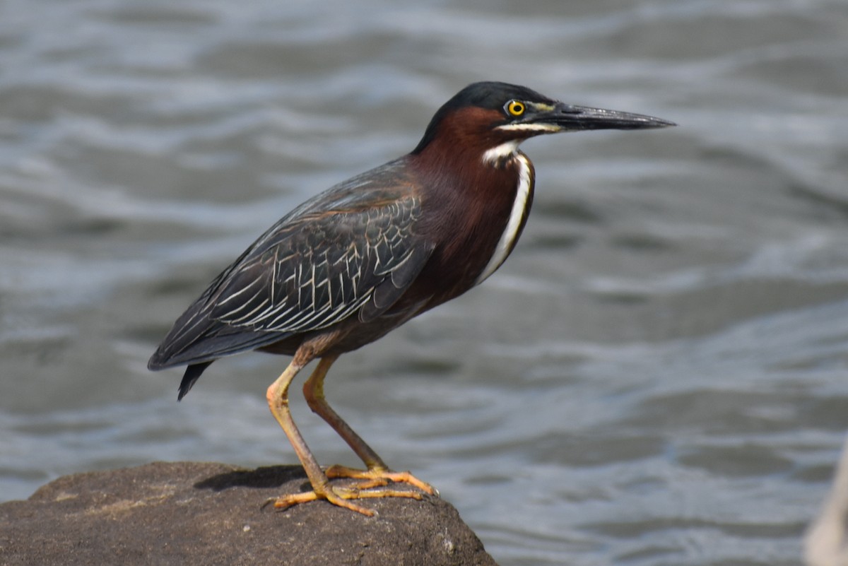 volavka zelenavá - ML655070078