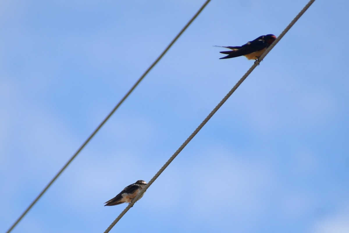 vlaštovka obecná - ML655070085