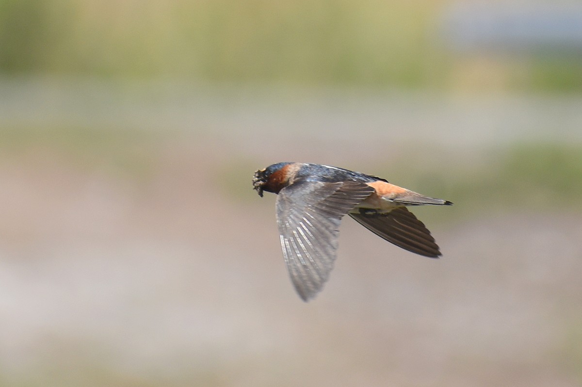 vlaštovka pestrá - ML655070092