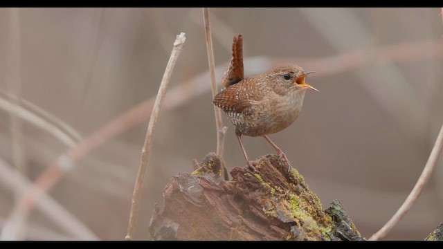 střízlík kanadský - ML655070126