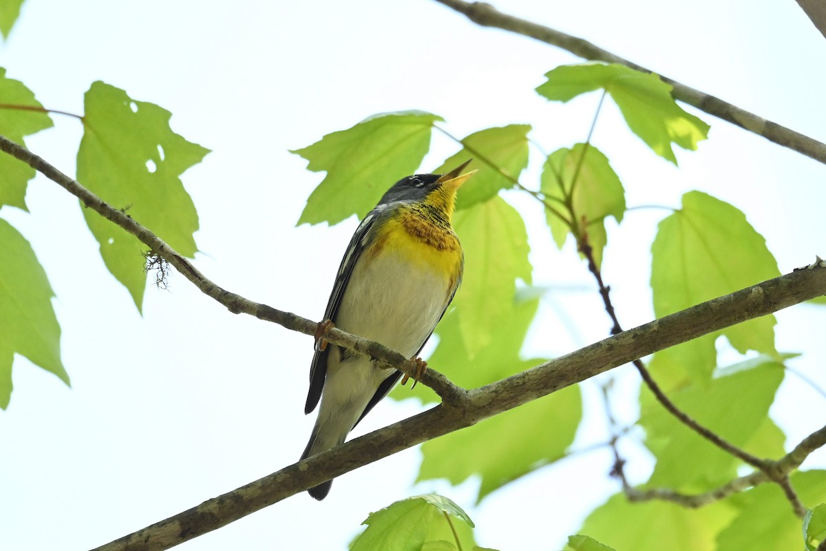 lesňáček lišejníkový - ML655070132