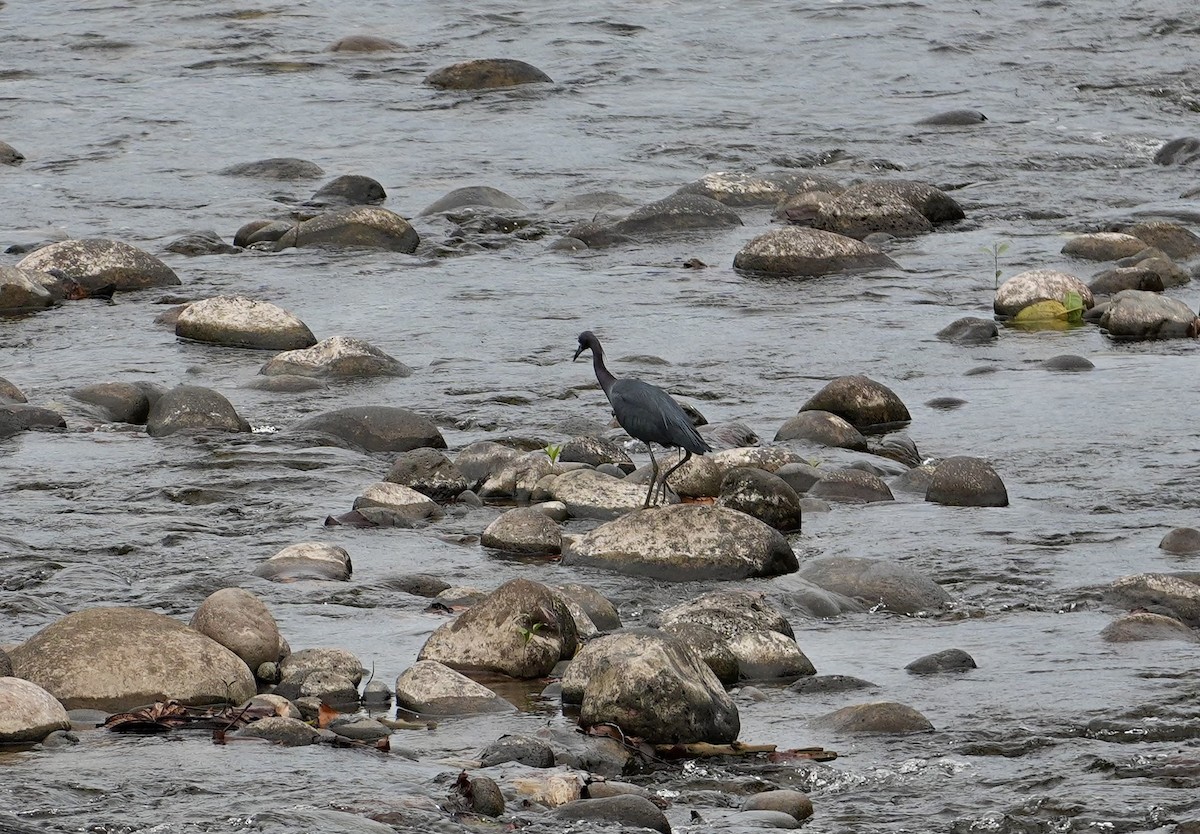 volavka modrošedá - ML655070135