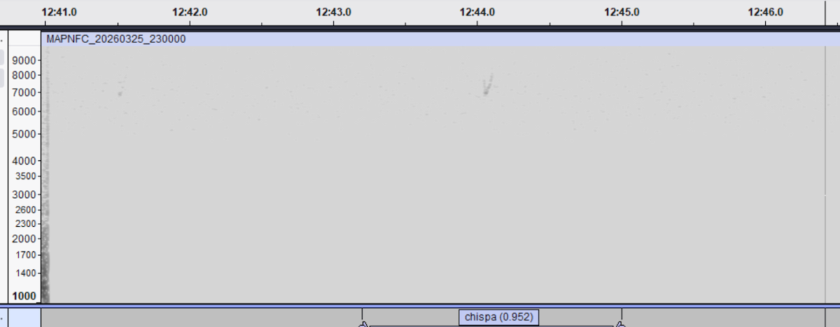 strnádka vrabcovitá - ML655070136