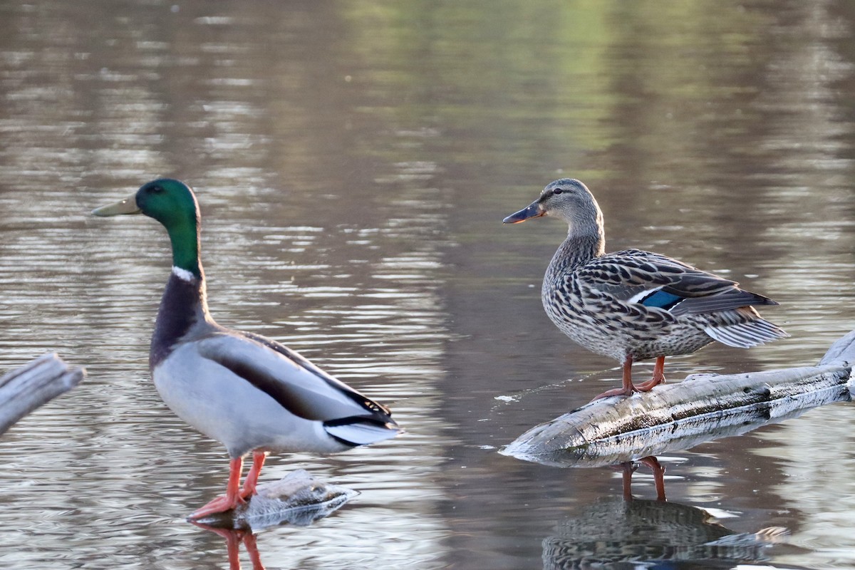 kachna divoká - ML655070138