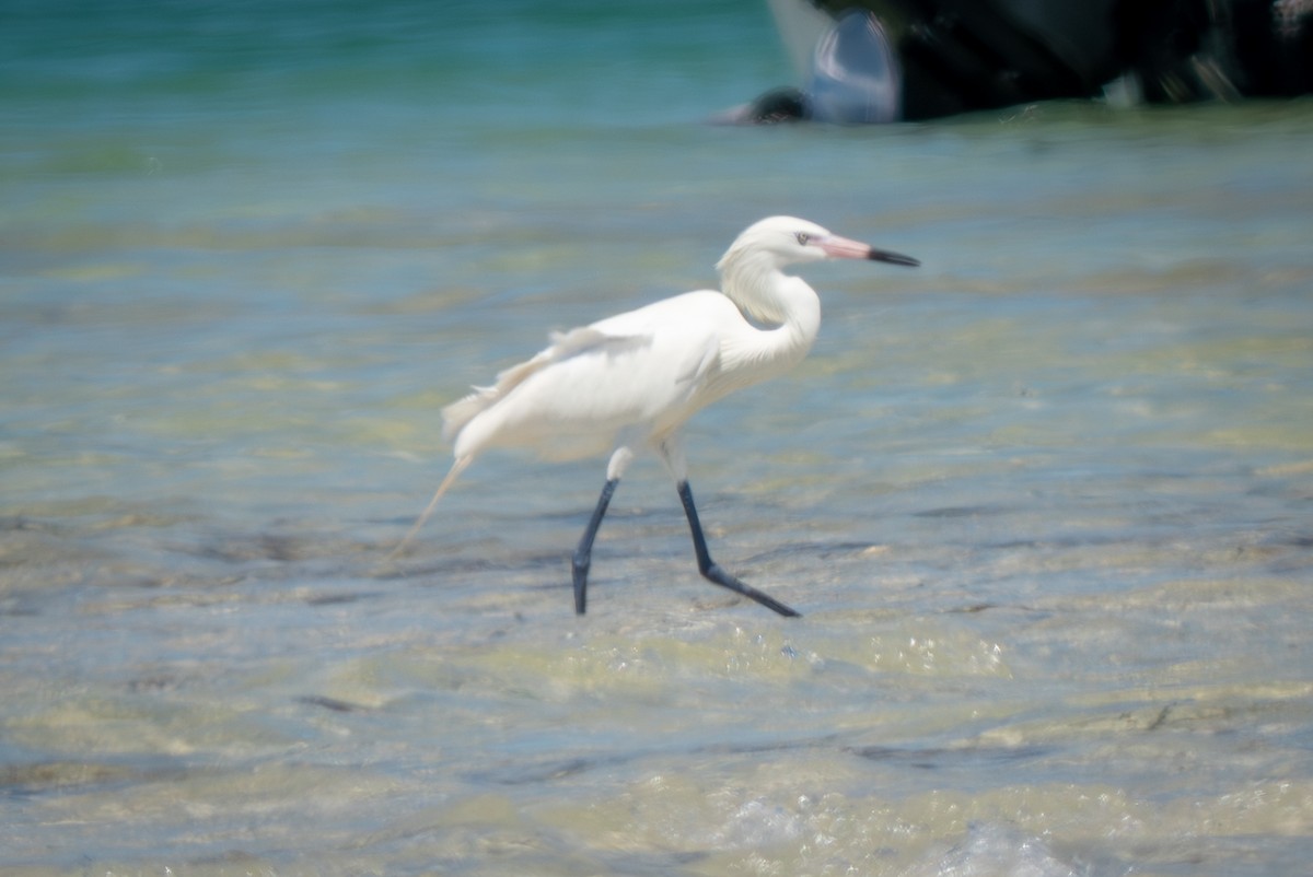 volavka červenavá - ML655070139