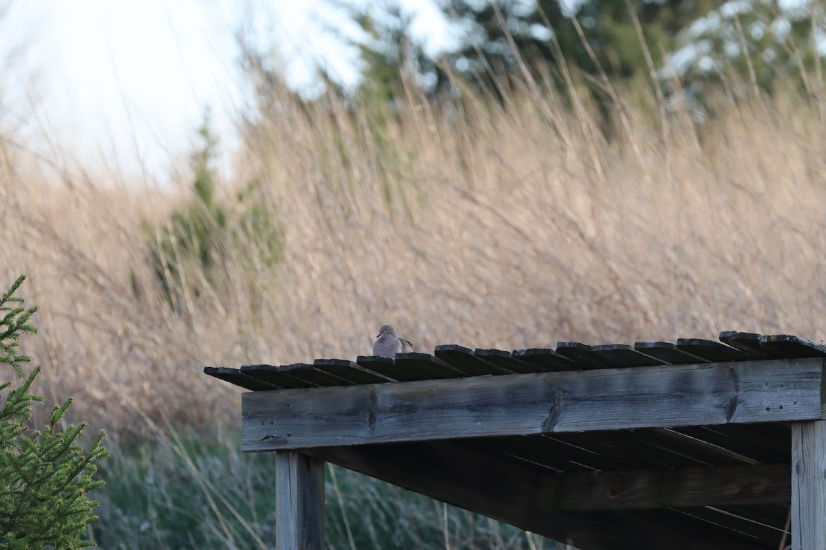 hrdlička karolínská - ML655070140