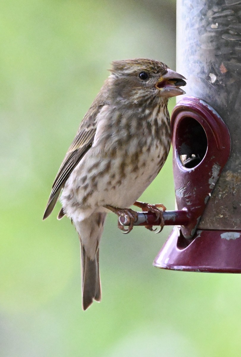 hýl nachový - ML655070141