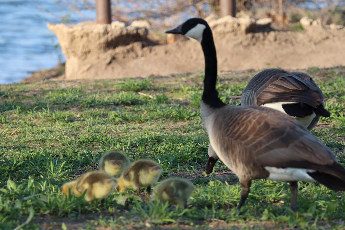 berneška velká - ML655070142