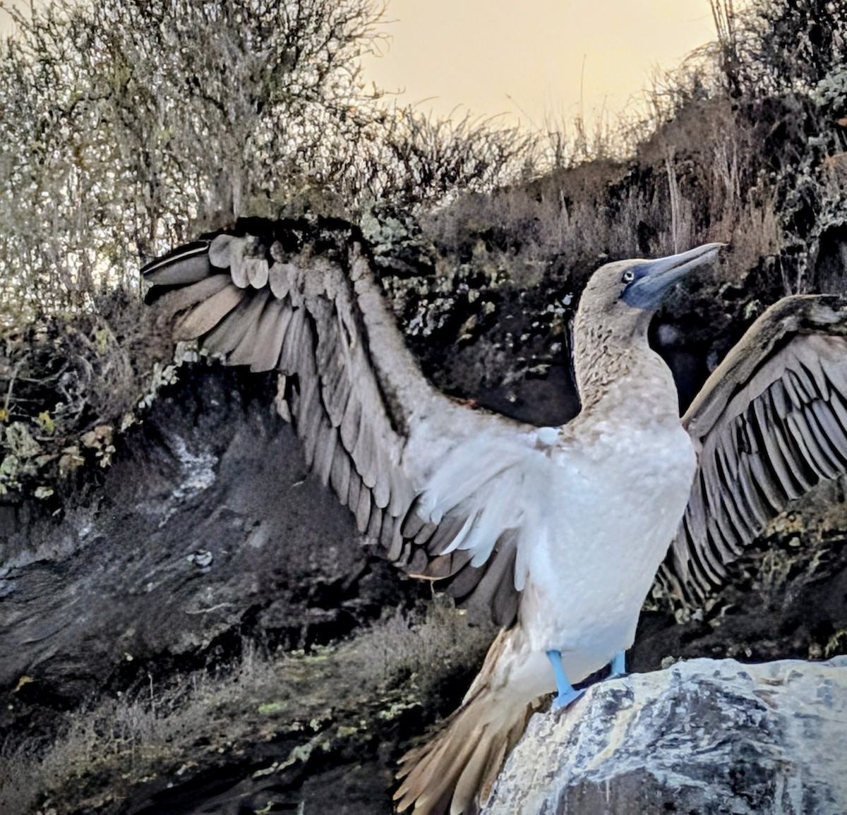 terej modronohý - ML655070143