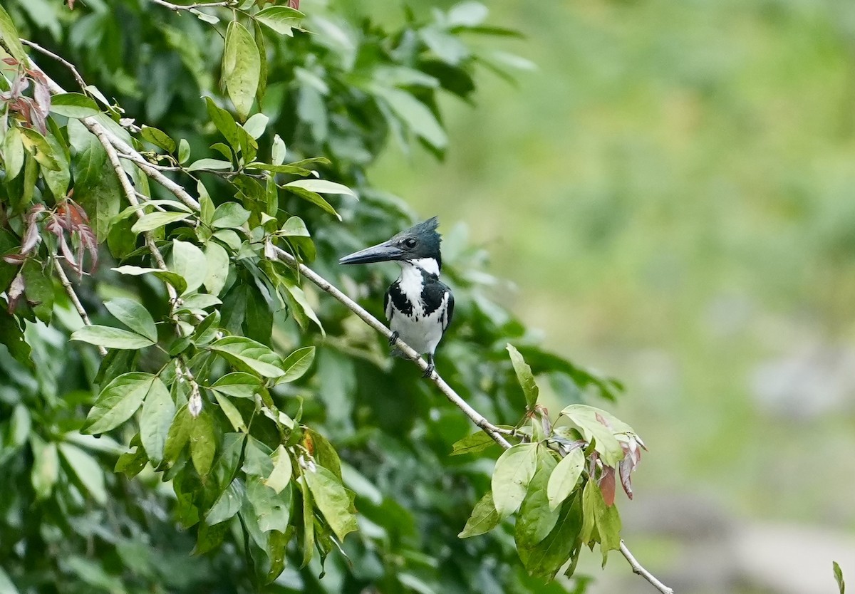 rybařík amazonský - ML655070144