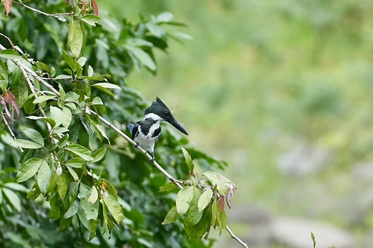 rybařík amazonský - ML655070145