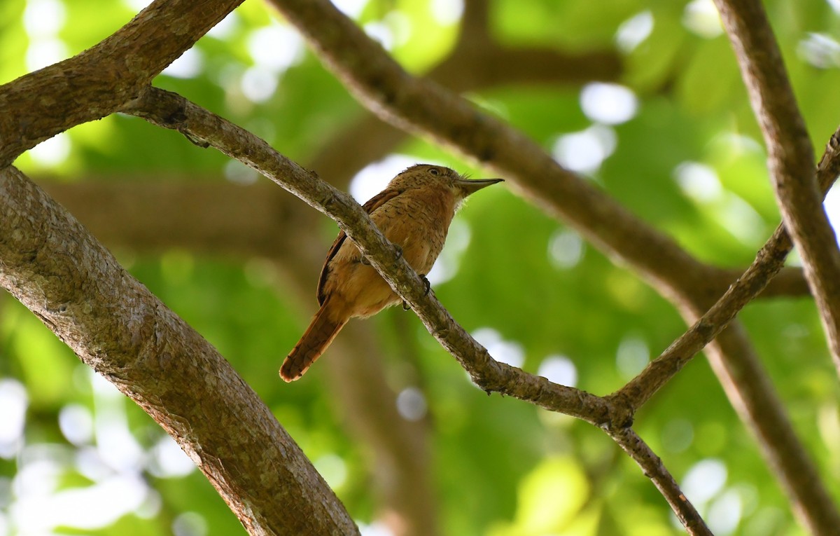 lenivka tygrovaná - ML655070146