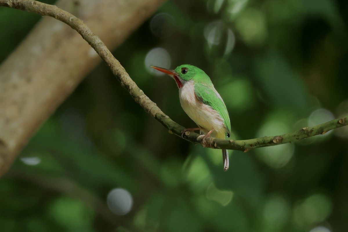 todi širokozobý - ML655070147